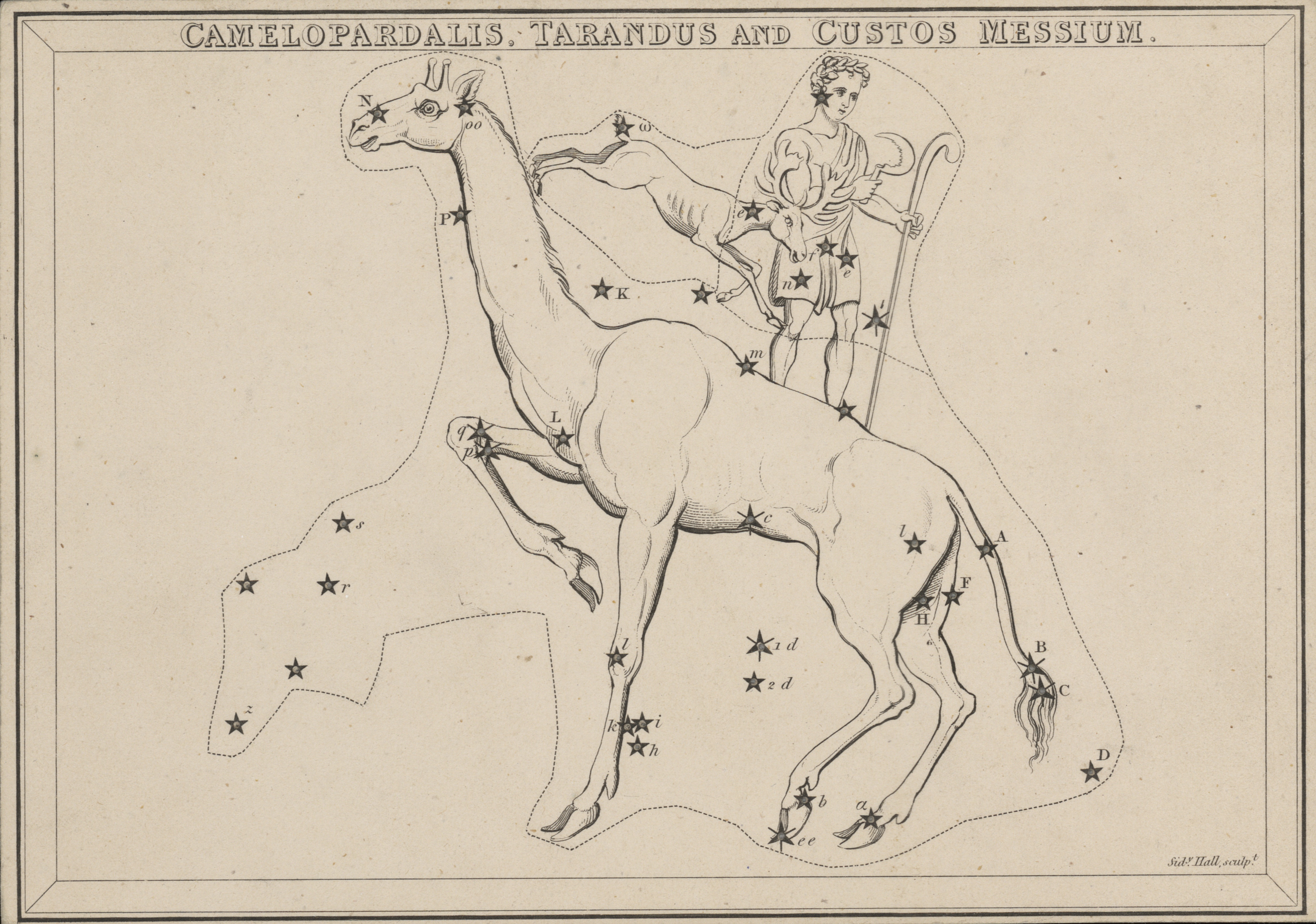 UM-1825-Camelopardelis